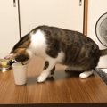 猫が晩酌に付き合った結果…まさかの『紙コップにハマリまくる様子』が…