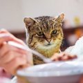 猫にとって理解できない飼い主の10の行動