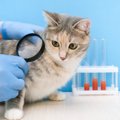 猫に『ハゲ』ができる5つの原因　対処法と病気の可能性