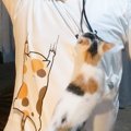 本物はどっち？しがみつく三毛猫Tシャツの夢コラボが話題！