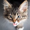 猫が『人の言葉を理解している』ときに見せる仕草3選　実際どのくらい…