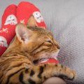 猫が『あご乗せ』しているときのキモチ3つ　苦しそうに見えても、猫に…