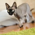 猫の意外な『騒音トラブル』4つ　飼い主がしておくべき対策とは