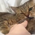 『毛づくろいされたい…』飼い主さんからのアピールに猫ちゃんの反応は？