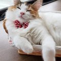 毎日の思い出を残したい！猫のブログやSNSのコツ３つ