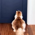 猫が３年間『飼い主の行動を観察』した結果…まるで人間のような『驚きの行…