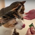 いただきます♪猫ちゃんたちにお年玉のプレゼント！