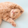 『喜んでいる猫』がする行動・仕草3選！そんな可愛い姿を引き出すコツも♡