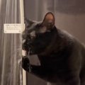 猫がシャワーのお湯を飲みだしたかと思ったら…修行増みたいなことをし出し…