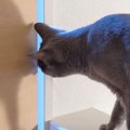 『中々部屋に入らない猫』の名前を娘が呼んだ結果…まさかの"娘ラ…