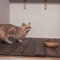 ご飯を食べない猫の異変…思わぬ原因に癒やされる人続出　『めちゃ可愛…