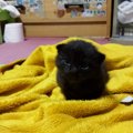 母猫のお引越しでおいてけぼりに・・・黒猫ゴンスケとの出会い