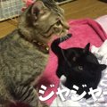 完璧に隠れたつもりだったのに…子猫に見つかりクエスチョン顔