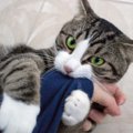 猫が『飼い主さんをおちょくっている』ときに見せる仕草5選　もしかし…