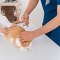 猫の命に関わる『危険なアレルギー』3つ　主な症状や発症時の対処法、…