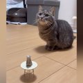 『24個目の芸を覚えた猫』→ミニチュアテーブルを置いて指示すると…微笑ま…