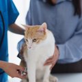 猫が発症すると『治らない病気』5つ　主な原因や症状や飼い主にできる…