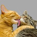 「毛づくろい」を利用して自分の欲望を達成する猫たち…同居猫への平和的で…