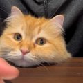 「遊んでほしくて…」仕事をしている飼い主さんのお腹からニャマ首が生…