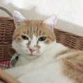 猫の気持ちが乗らない時の心理5つ