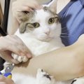 家族で協力して『猫の爪切り』をした結果…微笑ましすぎる光景に「みん…