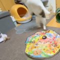 興奮しすぎて訳が分からなくなった猫→『部屋のドアを自分で開けようとした…