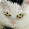 キリっとした表情をしている猫→しっぽを見ると……可愛すぎる瞬間に３万いい…