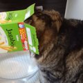 箱を頭に被って家の中をパトロールしていた猫を追いかけてみた結果…『…