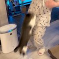 保護ネコの前に立って『胸をトントン』と叩くと…飼い主さんに見せた『…