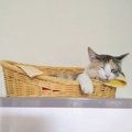 猫が『そっとしておいてほしい時』にしている仕草や行動３つ