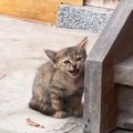 庭先に現れた野良の子猫→子どもたちと一緒に過ごしていくうちに…約3時間後…