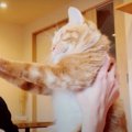 『断固拒否』猫ちゃんの全力ガード！？