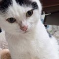 座っている猫→『膝』のあたりを見てみると……可愛すぎる『座り方』に3万800…