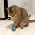 『人間を呼ぶためのベル』を猫に与えた結果→隣の部屋に移動したら…想像以…