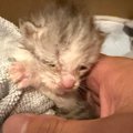 バイクカバーの中にいた『瀕死の赤ちゃん猫』を保護→懸命にお世話を続けた…