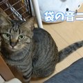 猫ちゃんの調査隊！ポケットの中身はなーんだ？