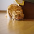 猫の『変形性関節症』とは？気になる症状や予防法、気をつけるべき猫…