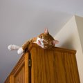 猫の身に起こりうる『予期せぬ事故』5つ　注意すべきリスクから防止する方…