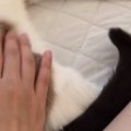 猫のお尻をトントンしていたら…まさかの『しっぽの動き』に「微調整し…