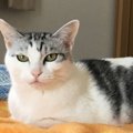 猫が嫌な顔をする場面5つ