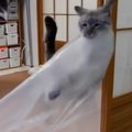 新たなる刺客！猫ちゃんvsプチプチ