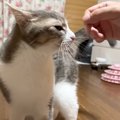 『10年前に拾った猫』と久々に再会した結果…たまらなく『愛おしいリアクシ…