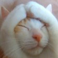 『警戒心のない猫』だけがする仕草や体勢４つ