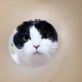 キッチンペーパーから愛猫のことを覗く飼い主さん→じわじわと近づくと…