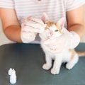 猫の『目ヤニ』が目立つときの原因5つ　病気が隠れている可能性や受診の目…