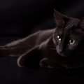 黒猫が横切ると不吉と言われる理由について