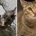 『大雨の日に子猫を保護してから1年』日々の成長記録に244万人が感動…