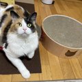 100均アイテムでできる！猫の『爪とぎ』対策３つ