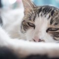 猫が『眠い時』の仕草4つ！誤って構ってしまうと…