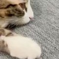 くつろぐ子猫を見たら→あまりにも『不思議なポーズ』をしていて…『衝撃の…